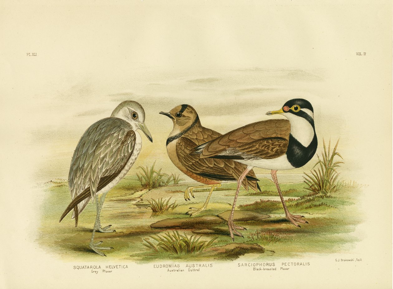 Black-Breasted Plover，1891 作者 格拉西乌斯·布罗诺诺夫斯基