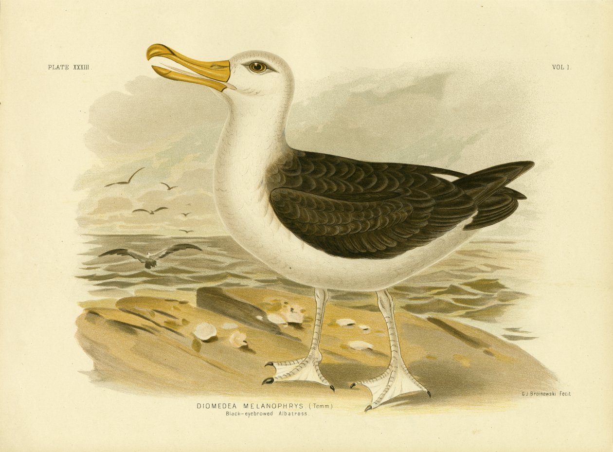 Black-Browed Albatross，1891 作者 格拉西乌斯·布罗诺诺夫斯基