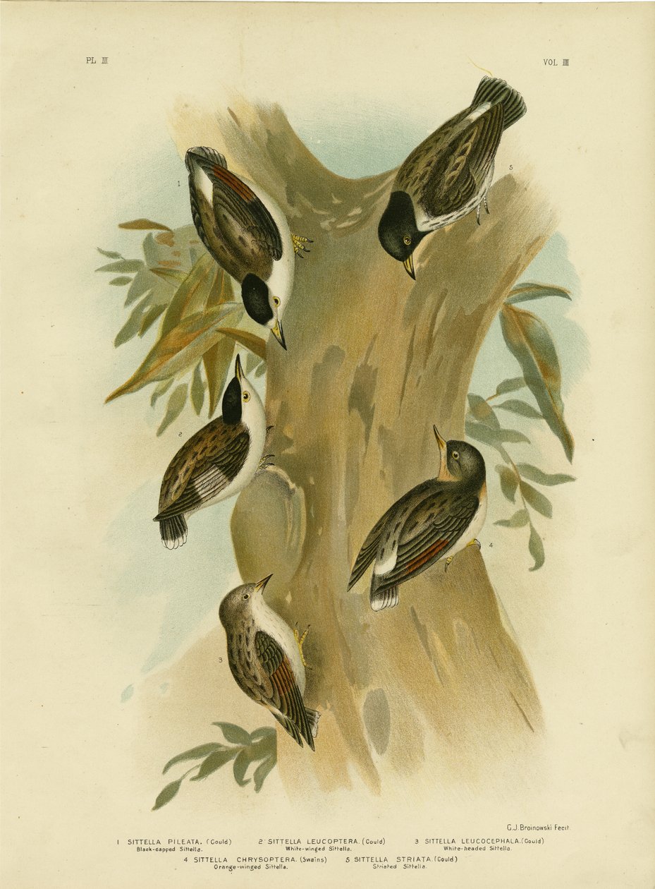 黑头Sittella，1891年 作者 格拉西乌斯·布罗诺诺夫斯基