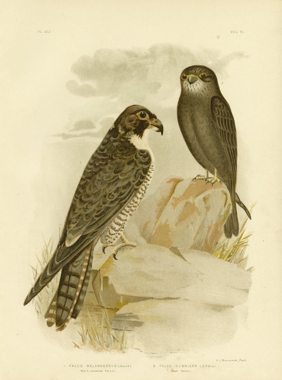 Black-Cheeked Falcon，1891 作者 格拉西乌斯·布罗诺诺夫斯基