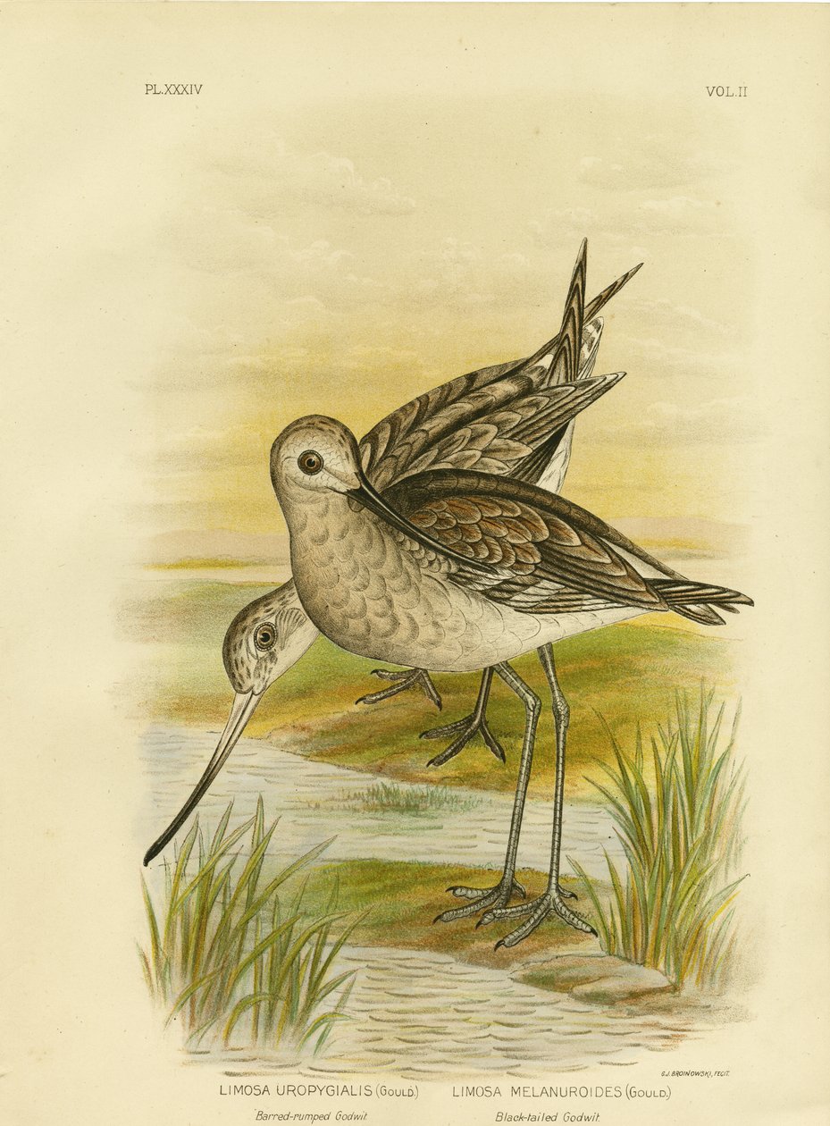 黑尾God鹬，1891年 作者 格拉西乌斯·布罗诺诺夫斯基