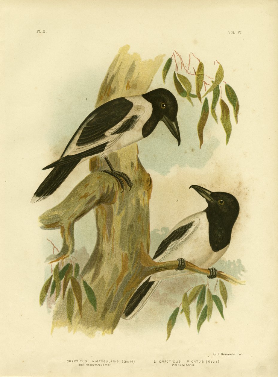 Black-Throated Crow-Shrike，1891 作者 格拉西乌斯·布罗诺诺夫斯基