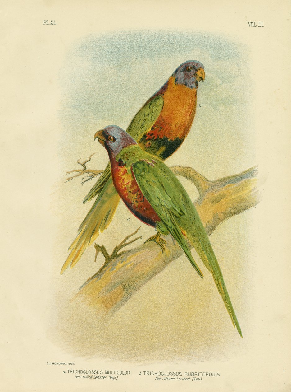 Blue-Bellied Lorikeet，1891 作者 格拉西乌斯·布罗诺诺夫斯基