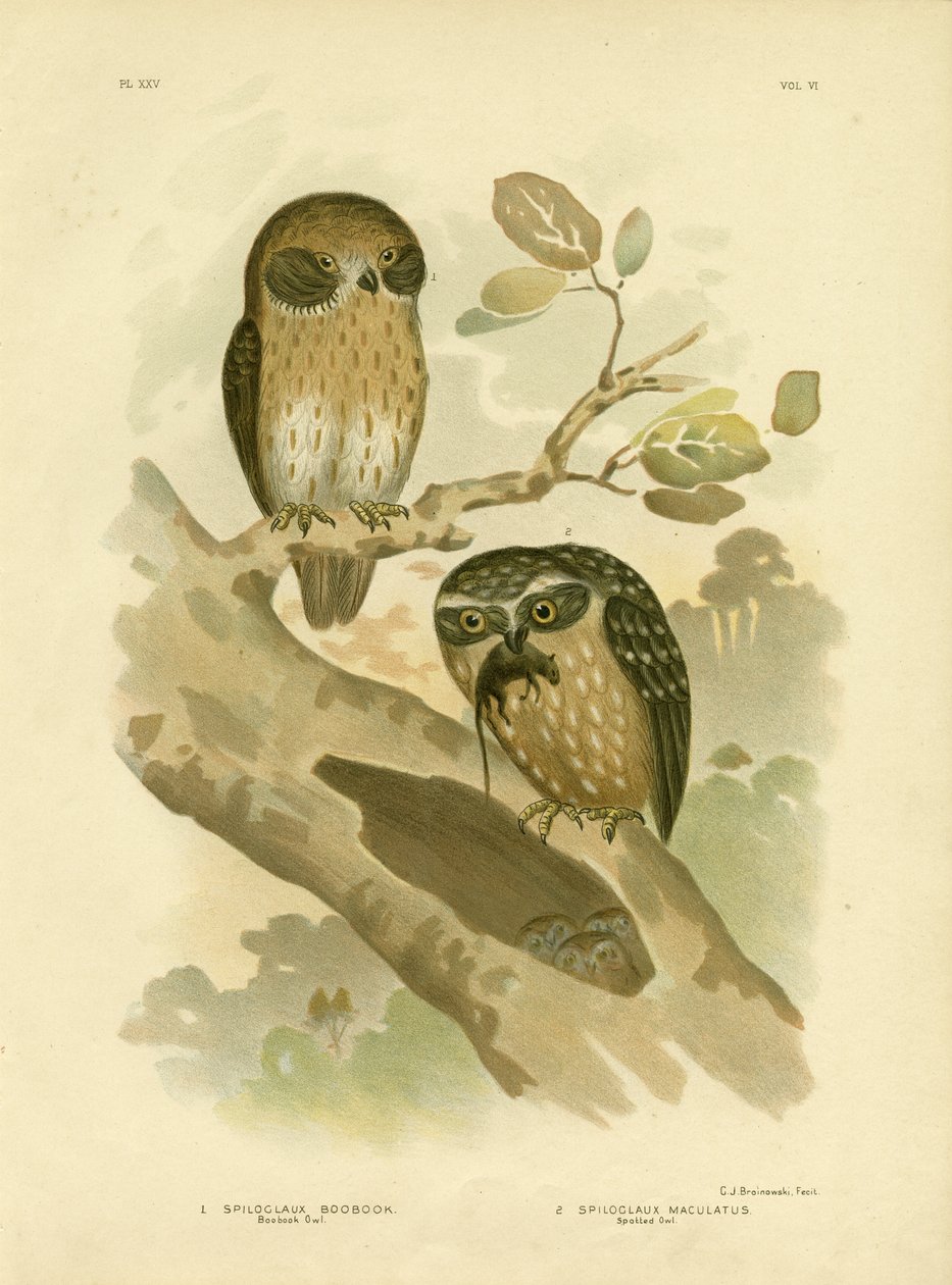 Boobook Owl，1891 作者 格拉西乌斯·布罗诺诺夫斯基