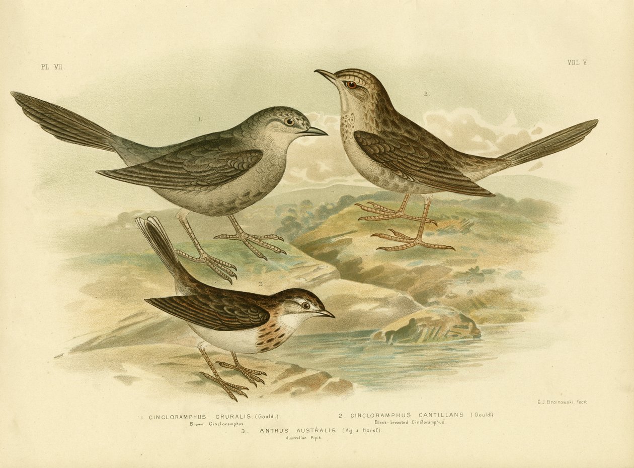 Brown Songlark, 1891  作者 格拉西乌斯·布罗诺诺夫斯基