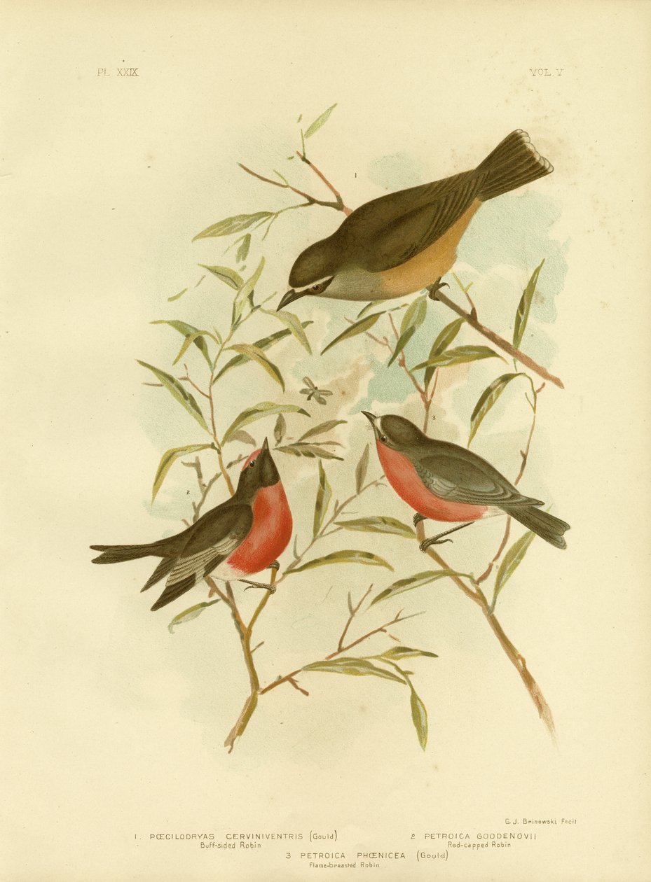 Buff-Sided Robin，1891 作者 格拉西乌斯·布罗诺诺夫斯基
