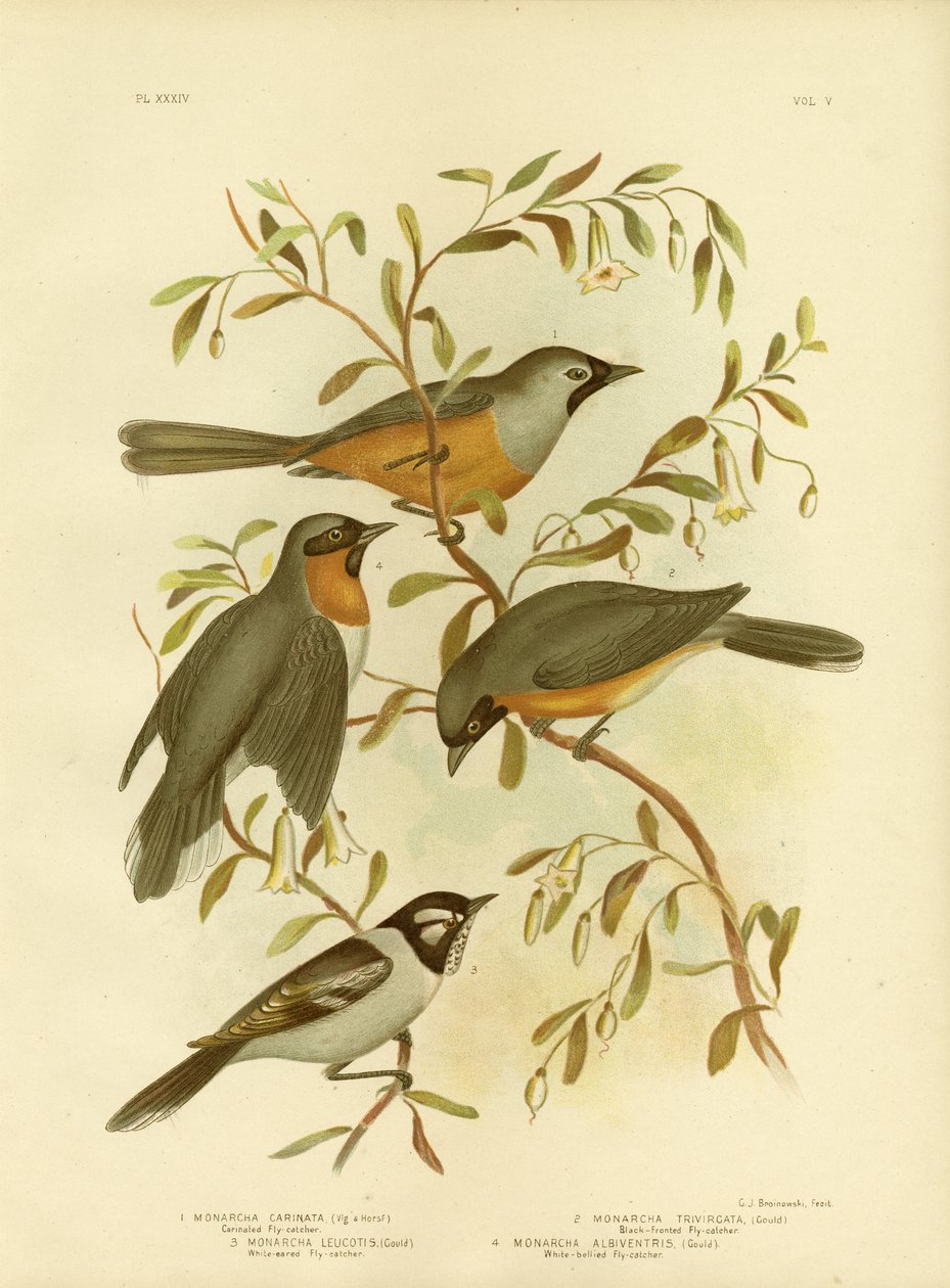 1891年的Carinated Flycatcher或Black-Faced Monarch 作者 格拉西乌斯·布罗诺诺夫斯基