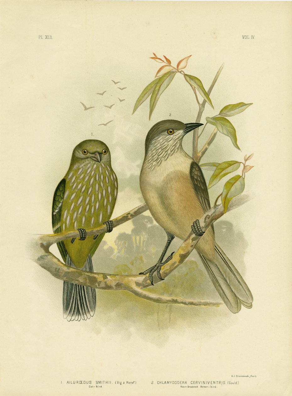 猫声，1891年 作者 格拉西乌斯·布罗诺诺夫斯基
