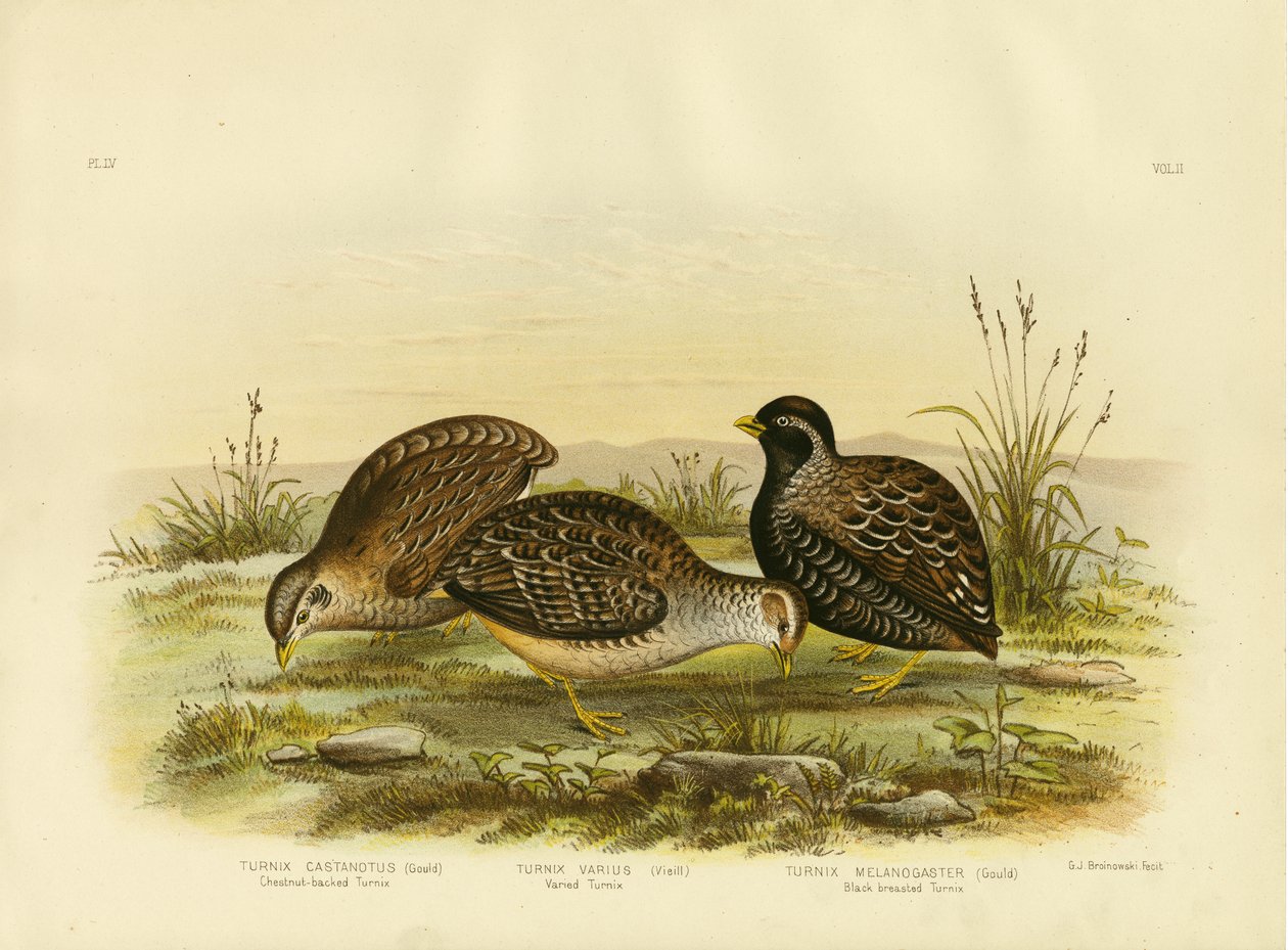 Chestnut-Backed Turnix，1891 作者 格拉西乌斯·布罗诺诺夫斯基
