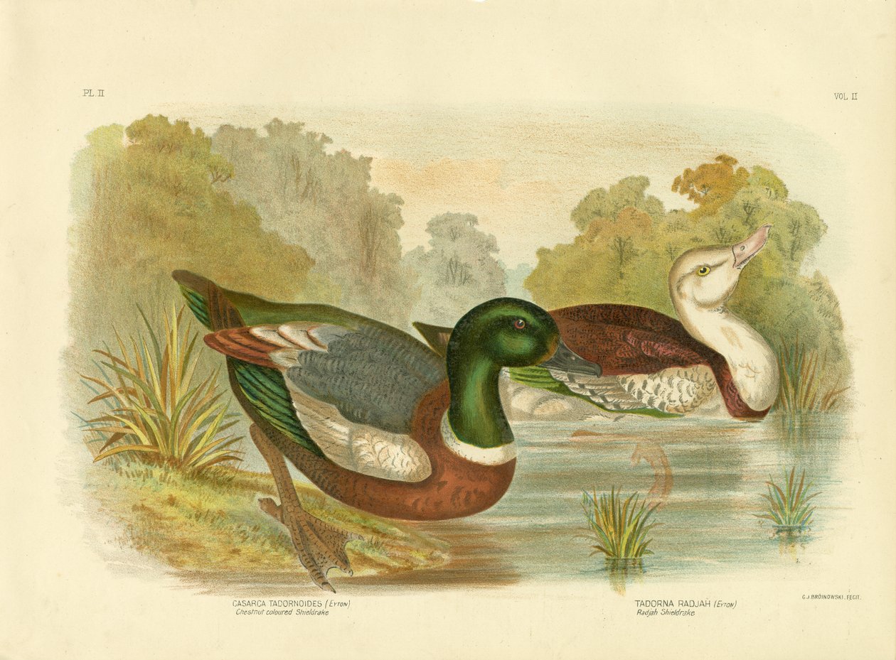 板栗色的Shieldrake或澳大利亚Shelduck，1891年 作者 格拉西乌斯·布罗诺诺夫斯基