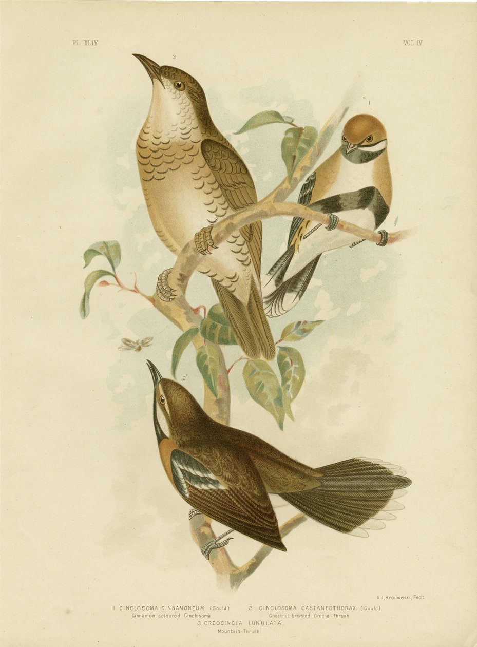 肉桂色Cinclosoma或肉桂鹌鹑鹅口疮，1891年 作者 格拉西乌斯·布罗诺诺夫斯基