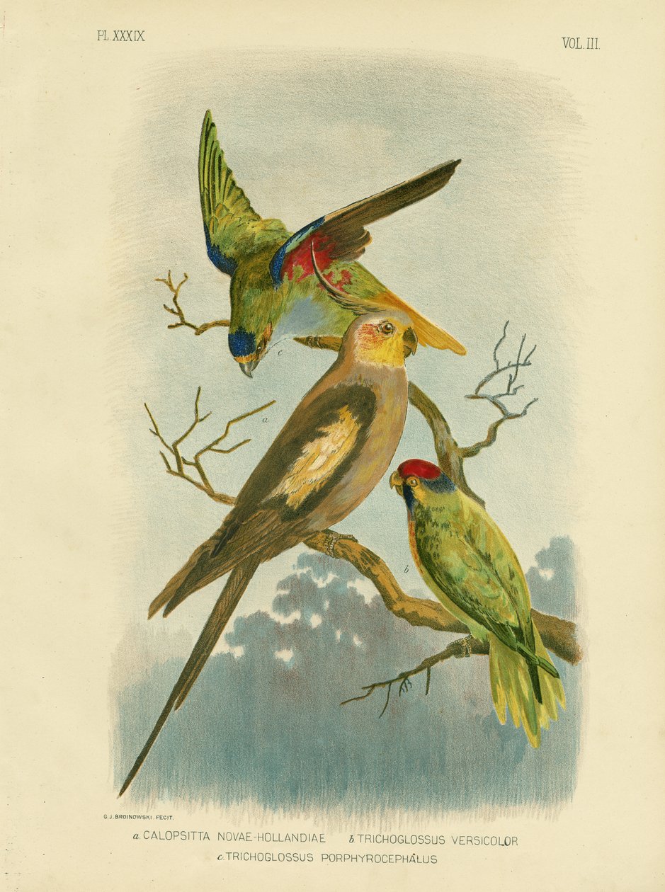 鹦鹉鹦鹉或鹦鹉，1891年 作者 格拉西乌斯·布罗诺诺夫斯基