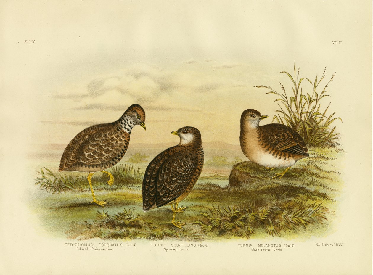 1891年，Collared Plainwanderer或Plains Wanderer 作者 格拉西乌斯·布罗诺诺夫斯基