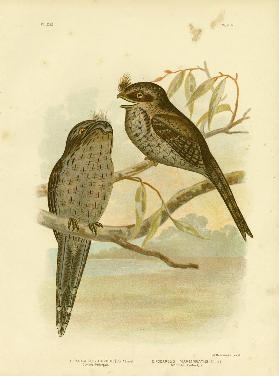 Cuvier&39;S Podargus或Tawny Frogmouth，1891年 作者 格拉西乌斯·布罗诺诺夫斯基