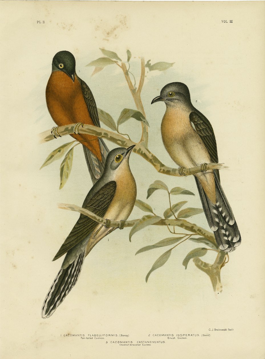 Fan-Tailed Cuckoo，1891 作者 格拉西乌斯·布罗诺诺夫斯基