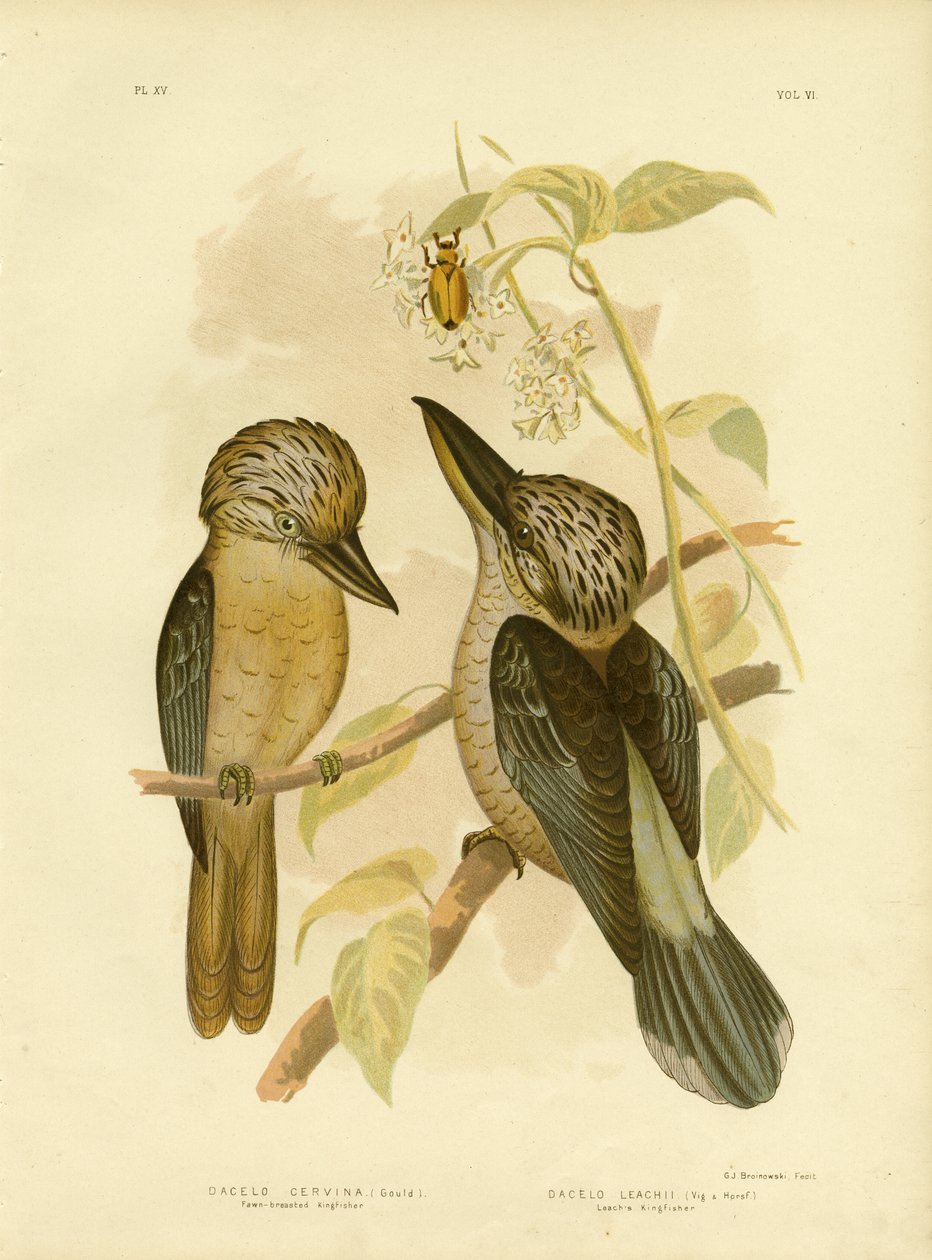 Fawn-Breasted翠鸟，1891年 作者 格拉西乌斯·布罗诺诺夫斯基