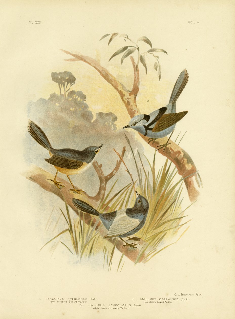 Fawn-Breasted精莺，1891年 作者 格拉西乌斯·布罗诺诺夫斯基