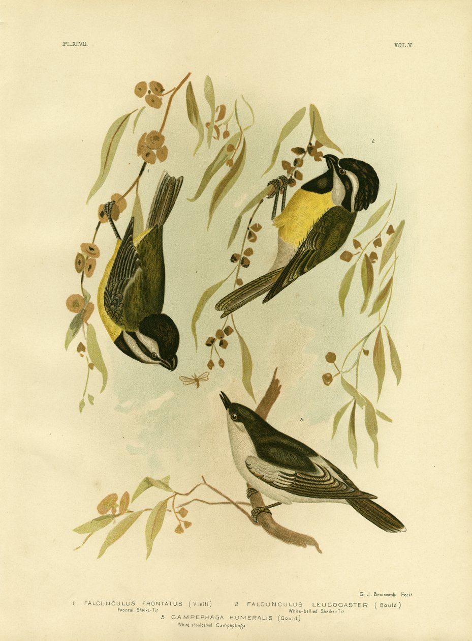 Front Shrike-Tit或凤头伯劳鸟，1891年 作者 格拉西乌斯·布罗诺诺夫斯基