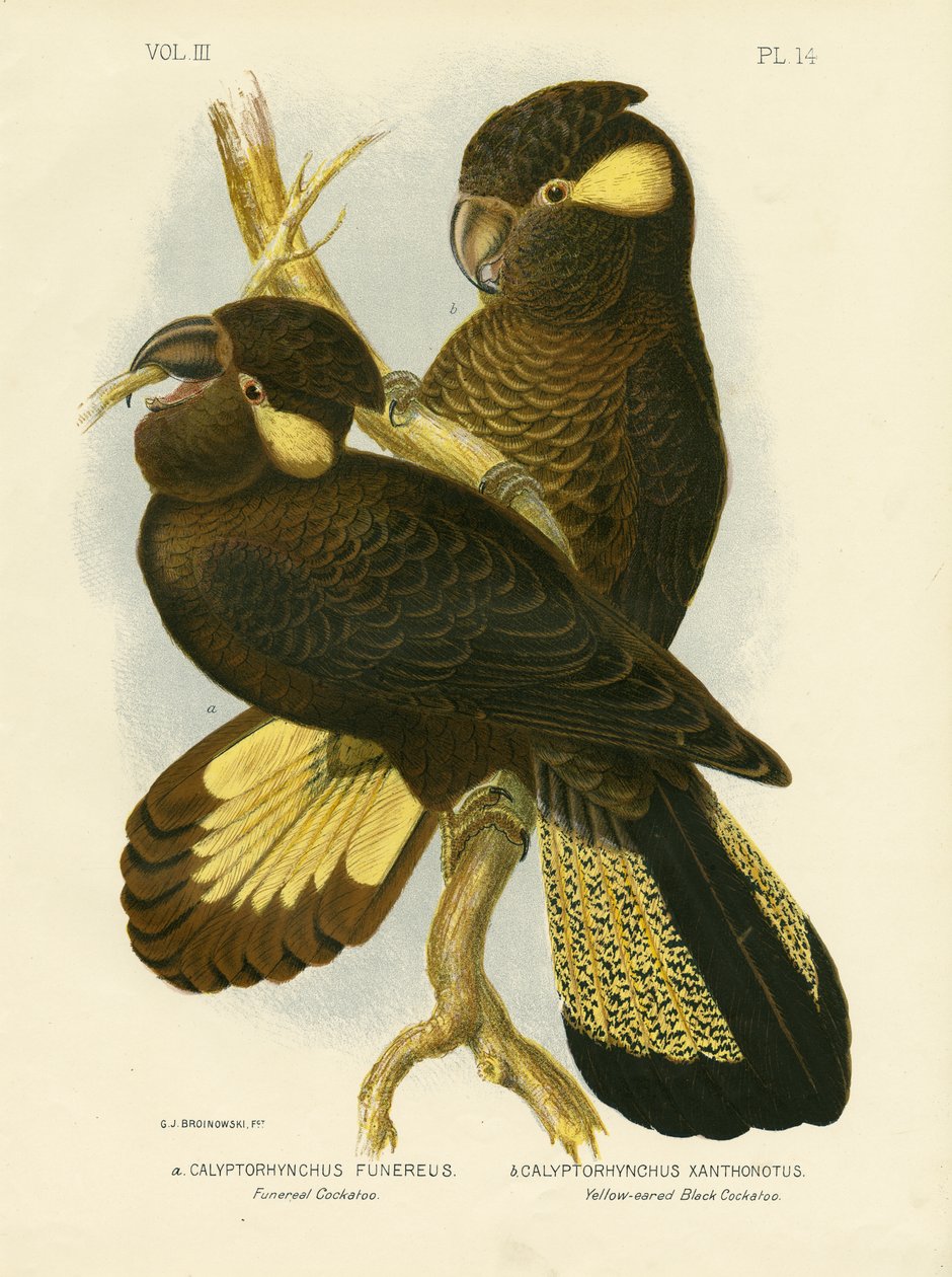 Funereal Cockatoo，1891 作者 格拉西乌斯·布罗诺诺夫斯基