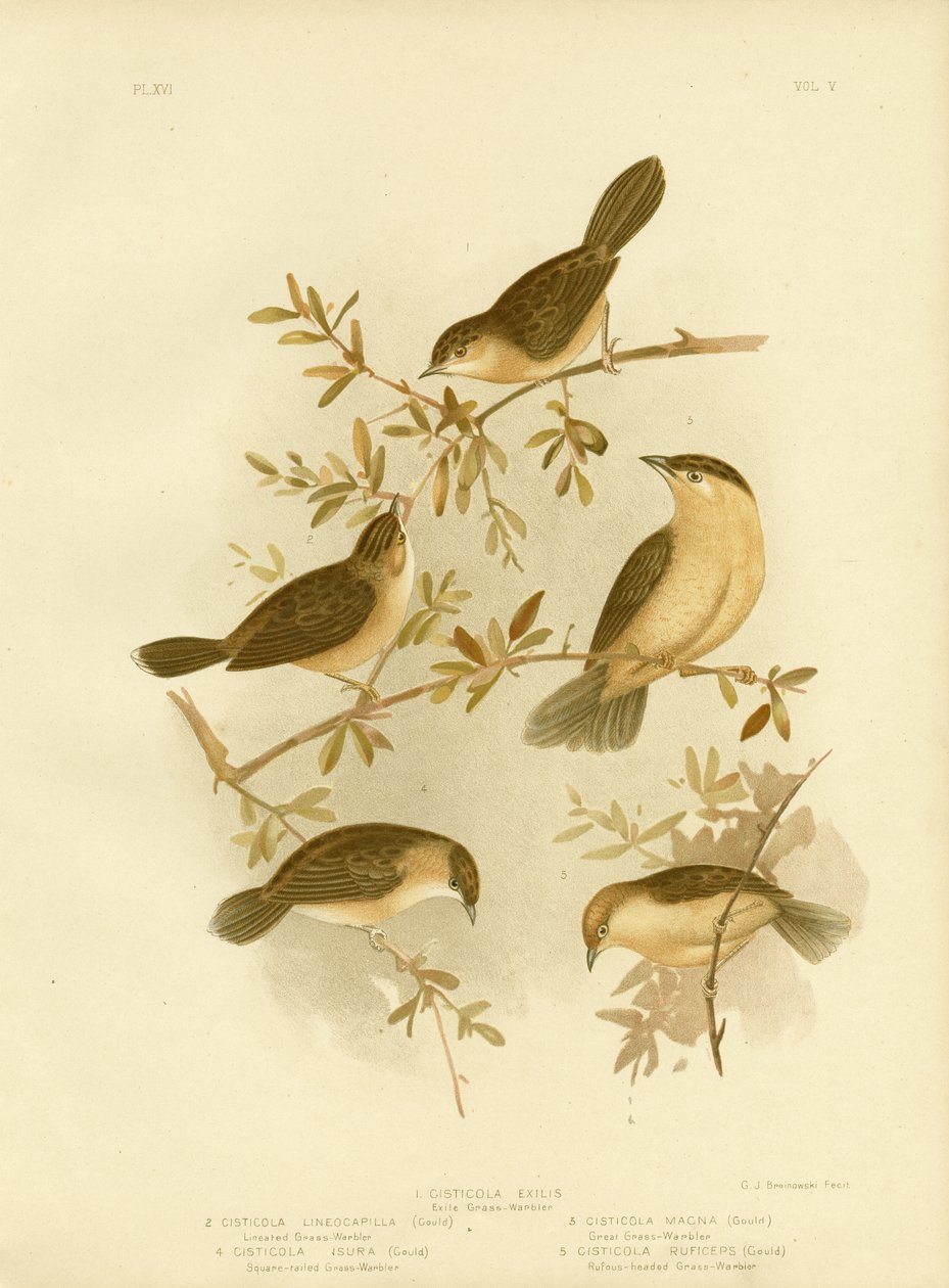 金色头颅Cisticola或金顶Cisticola，1891年 作者 格拉西乌斯·布罗诺诺夫斯基