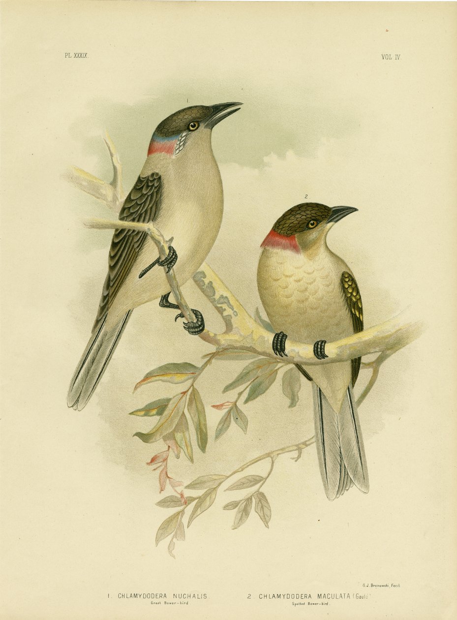 伟大的Bowerbird，1891年 作者 格拉西乌斯·布罗诺诺夫斯基
