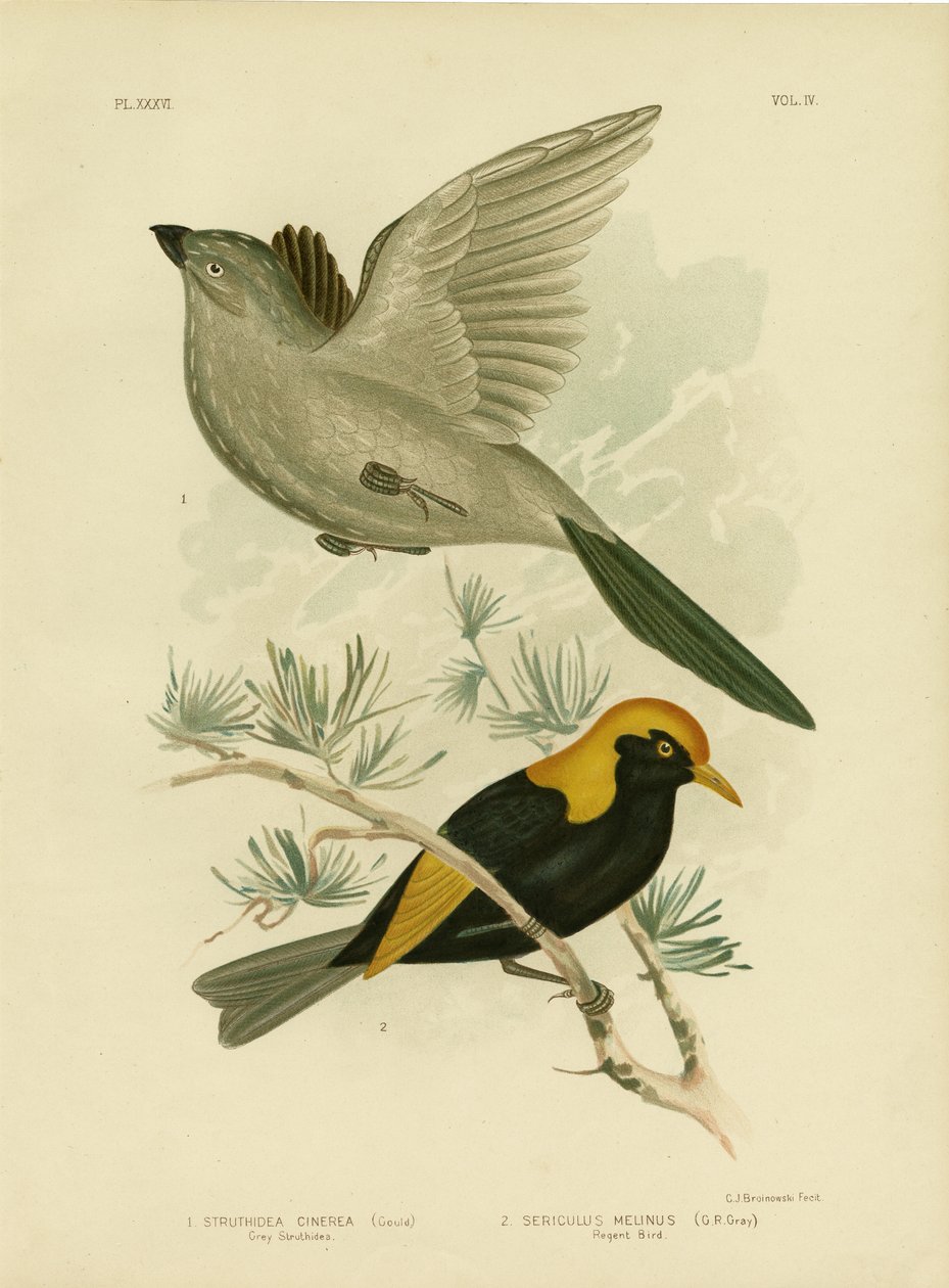 灰色Struthidea或Apostlebird，1891年 作者 格拉西乌斯·布罗诺诺夫斯基