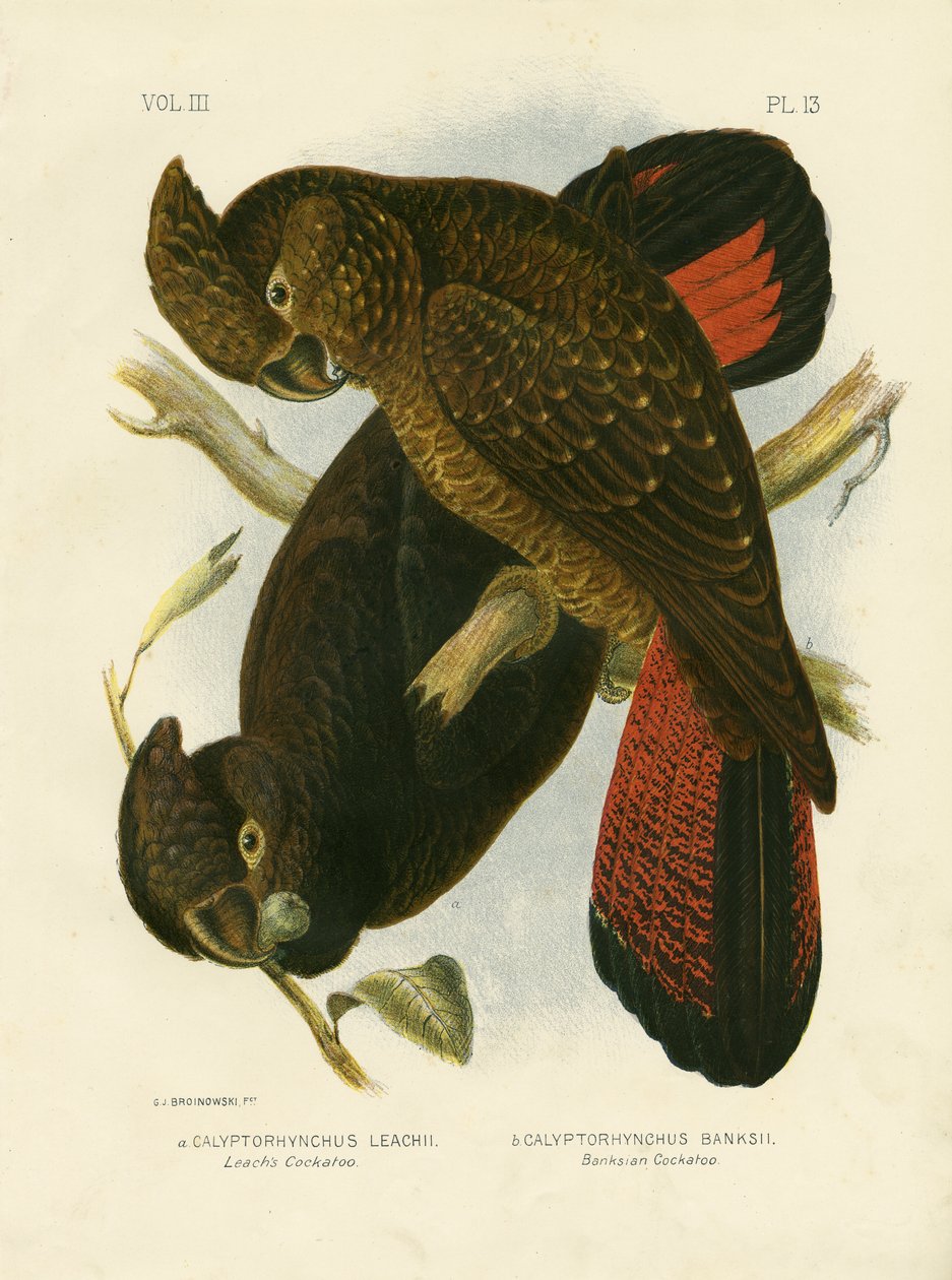 Leach&39;S Cockatoo，1891 作者 格拉西乌斯·布罗诺诺夫斯基