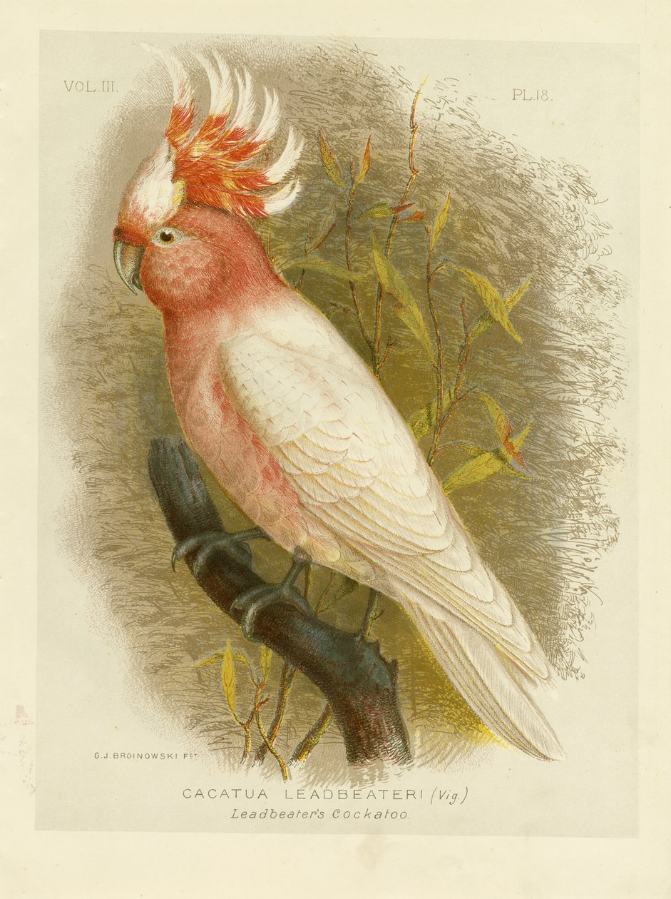 Leadbeater&39;S Cockatoo，1891 作者 格拉西乌斯·布罗诺诺夫斯基