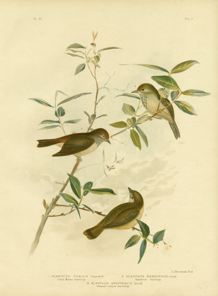小布朗荆棘，1891年 作者 格拉西乌斯·布罗诺诺夫斯基