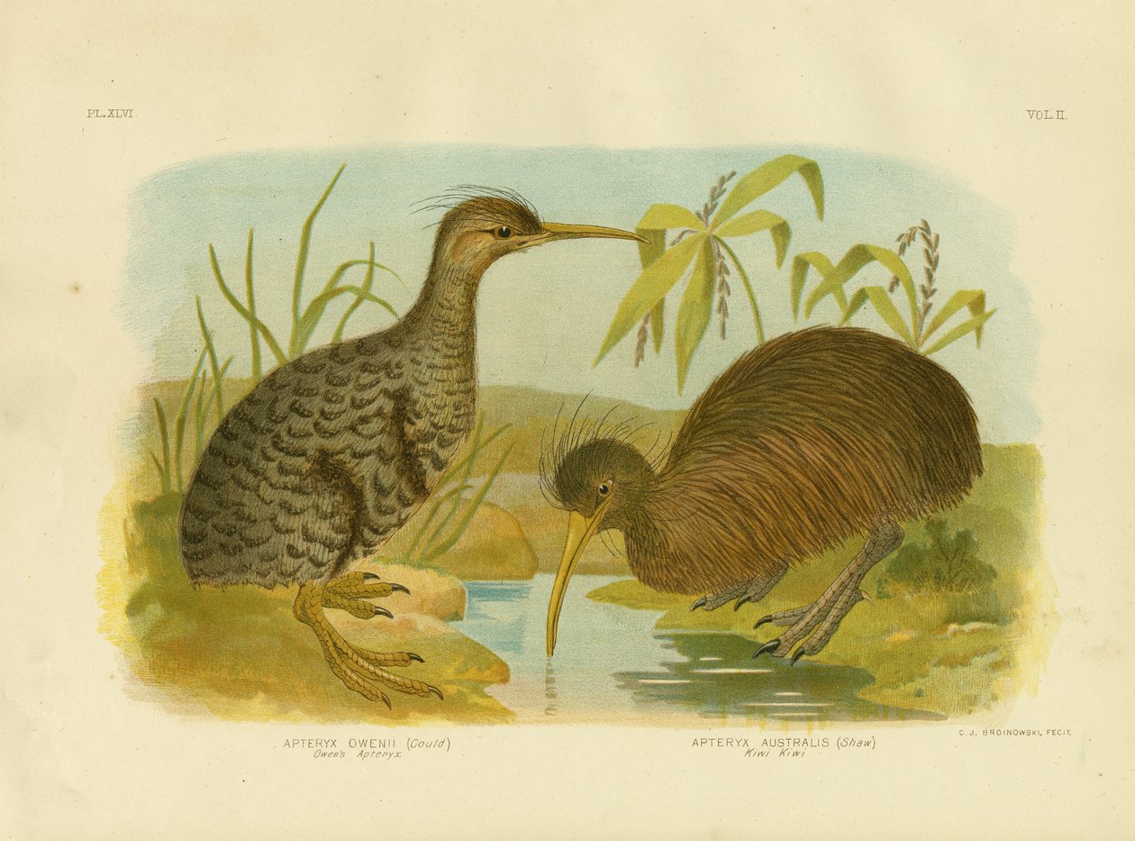 Little Spotted Kiwi，1891 作者 格拉西乌斯·布罗诺诺夫斯基