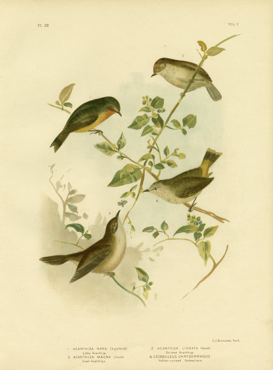 小荆棘或黄荆棘，1891年 作者 格拉西乌斯·布罗诺诺夫斯基