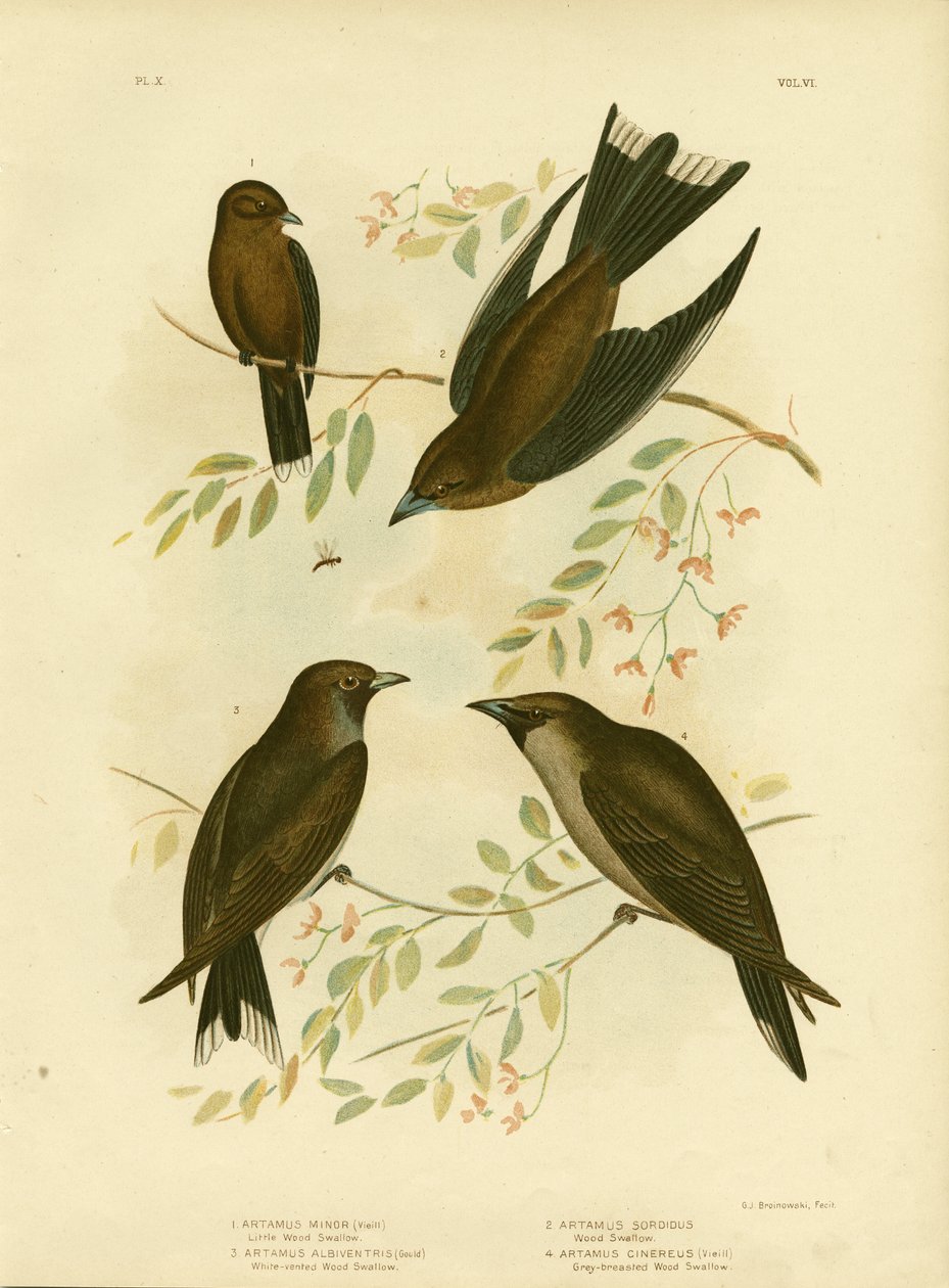 小木燕子，1891年 作者 格拉西乌斯·布罗诺诺夫斯基