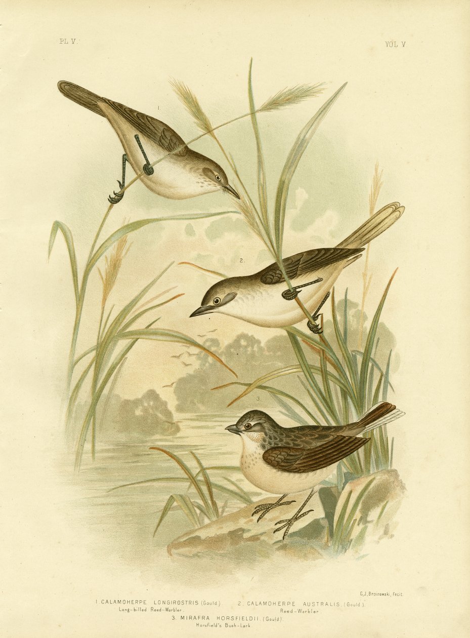 Long-Billed Reed-Warbler，1891 作者 格拉西乌斯·布罗诺诺夫斯基