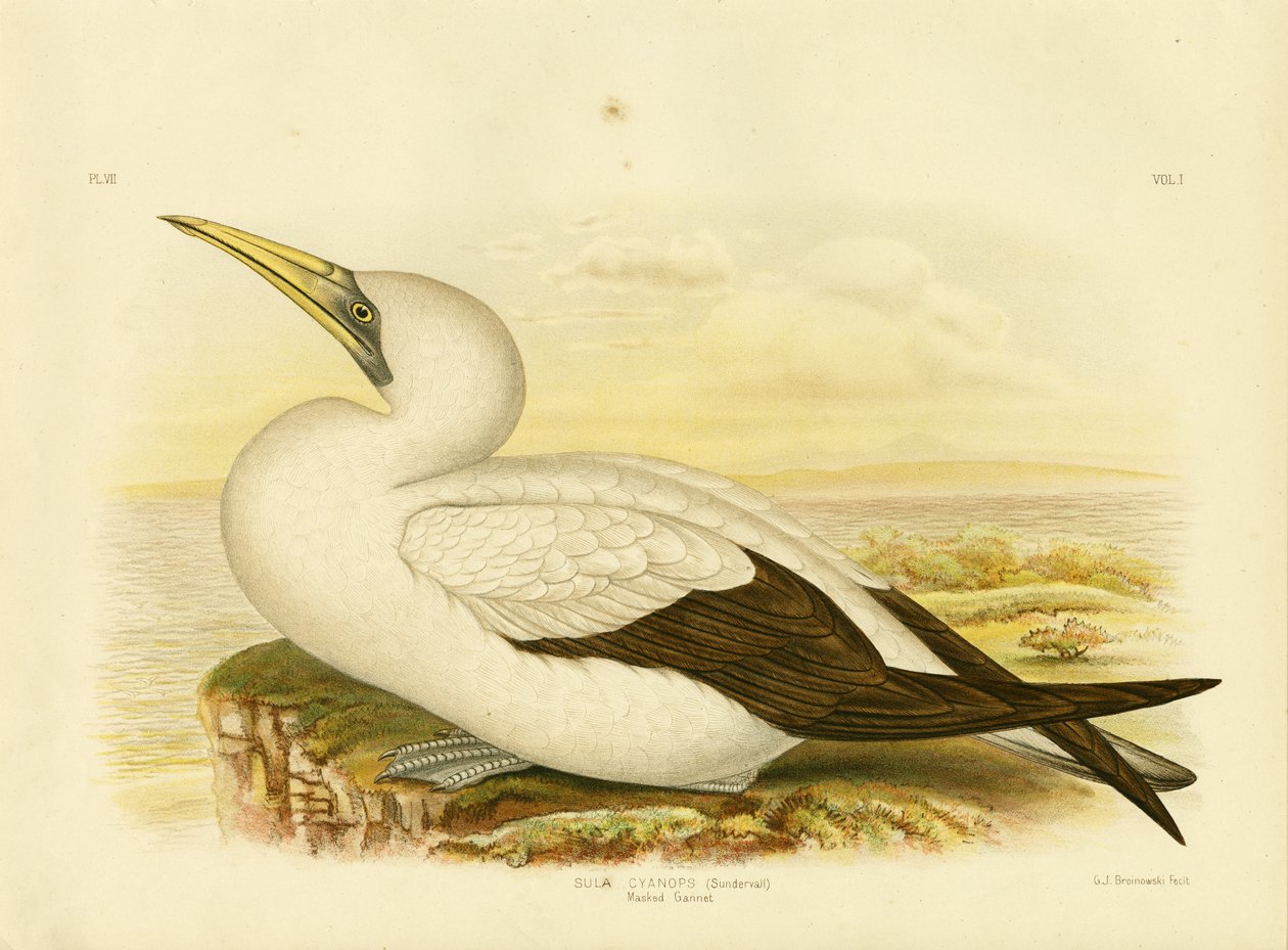 Masked Gannet，1891 作者 格拉西乌斯·布罗诺诺夫斯基