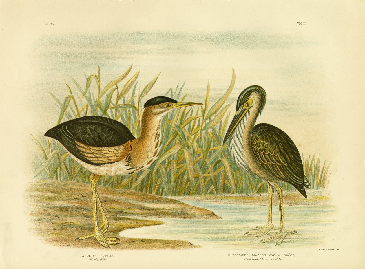 Minute Bittern，1891 作者 格拉西乌斯·布罗诺诺夫斯基
