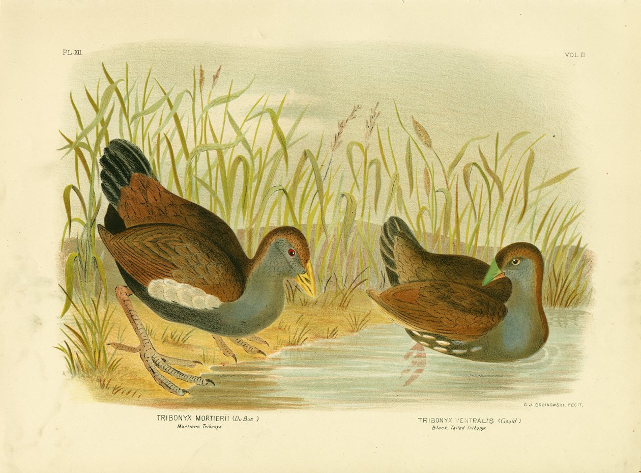 Mortiers Tribonyx或Tasmanian Nativehen，1891 作者 格拉西乌斯·布罗诺诺夫斯基