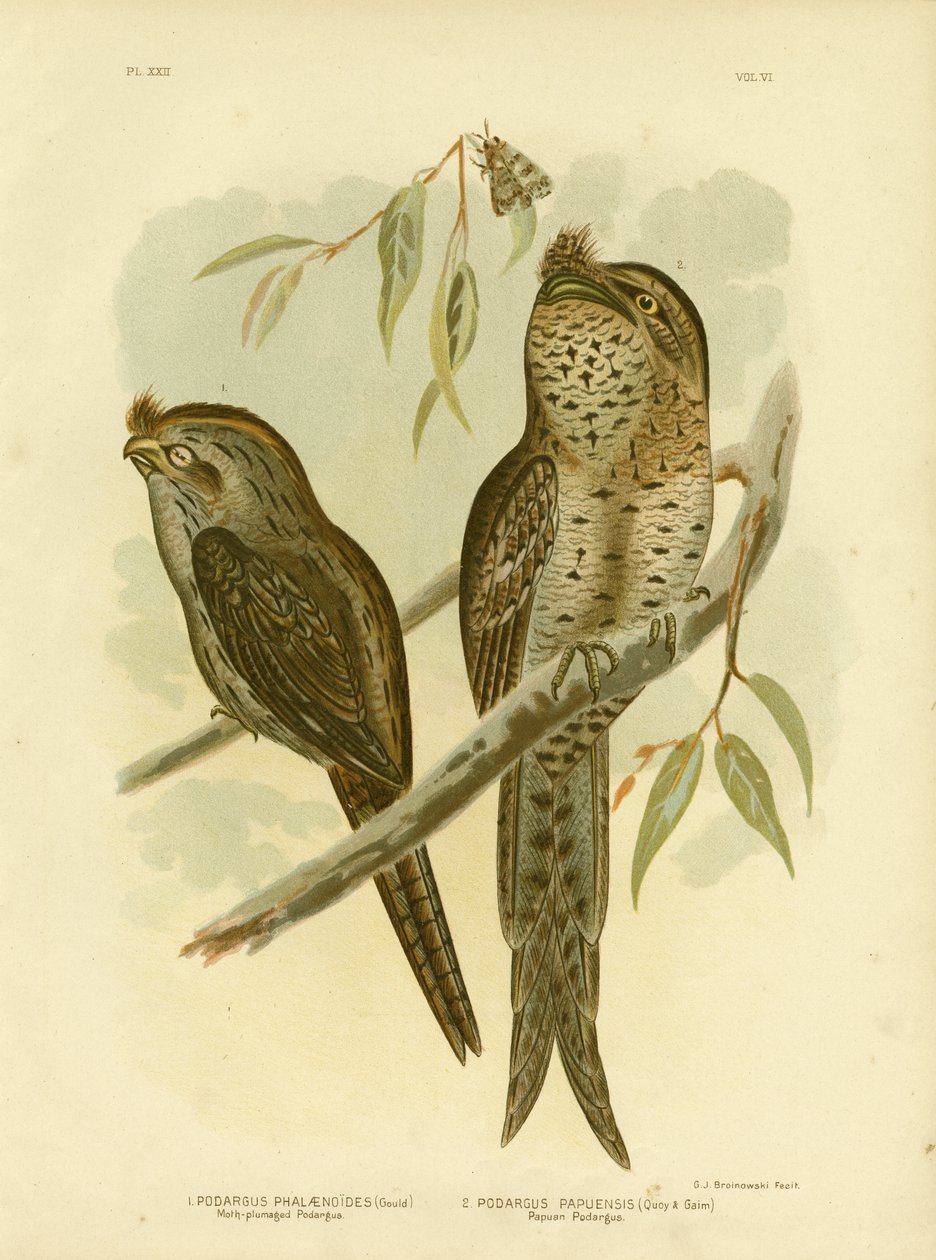 Moth-Plumaged Podargus，1891 作者 格拉西乌斯·布罗诺诺夫斯基