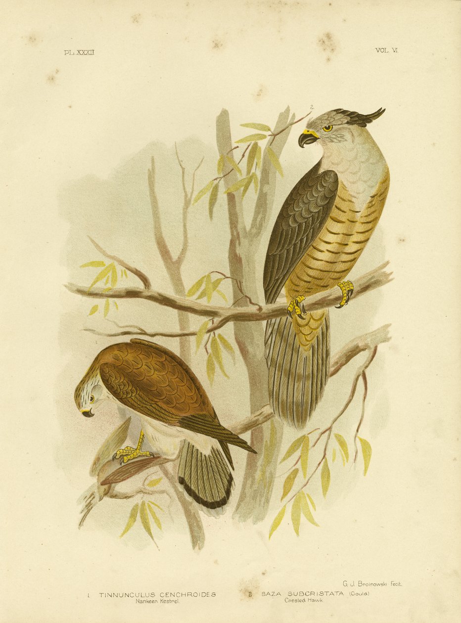 Nankeen Kestrel或澳大利亚红隼，1891年 作者 格拉西乌斯·布罗诺诺夫斯基