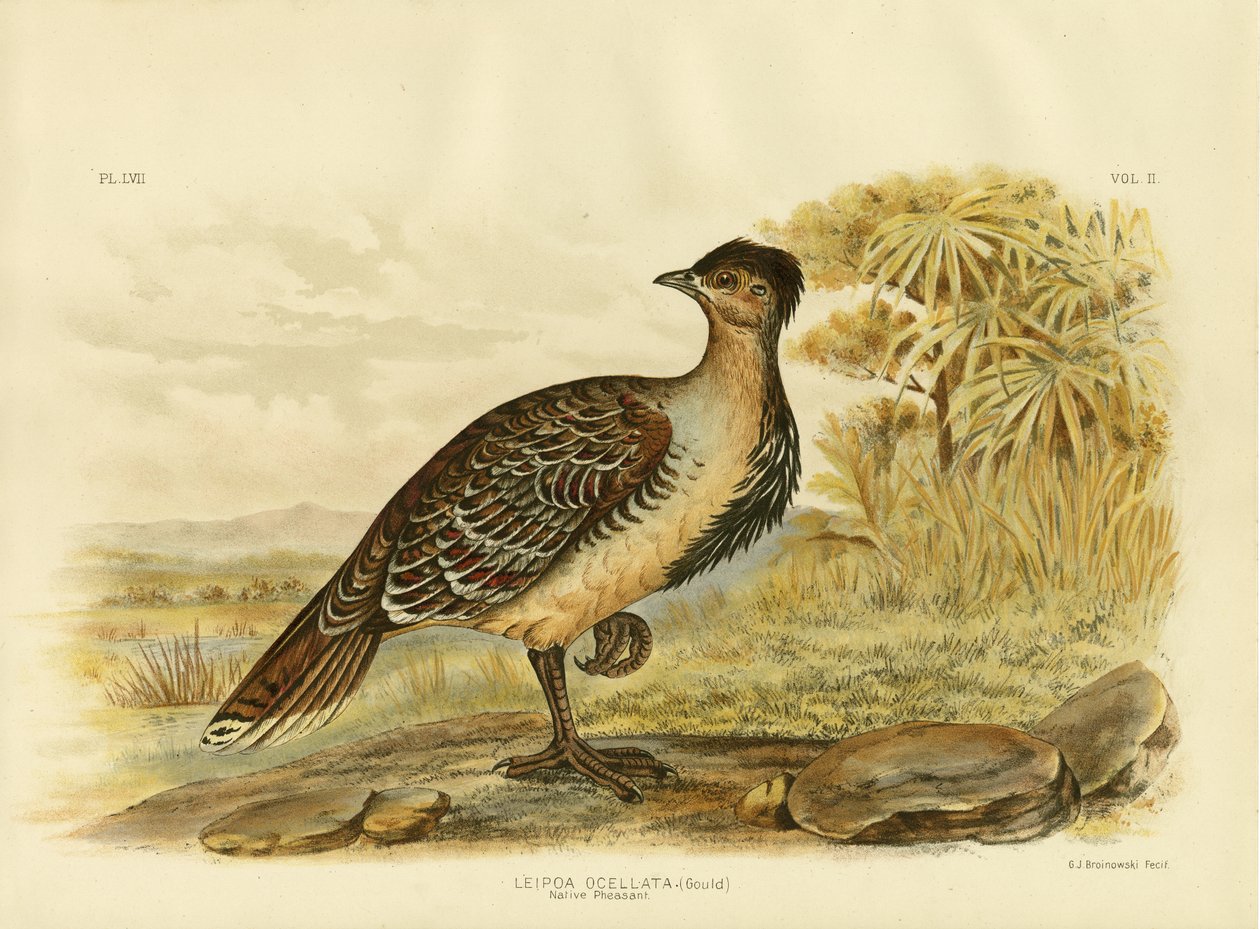 原住野鸡或Malleefowl，1891年 作者 格拉西乌斯·布罗诺诺夫斯基