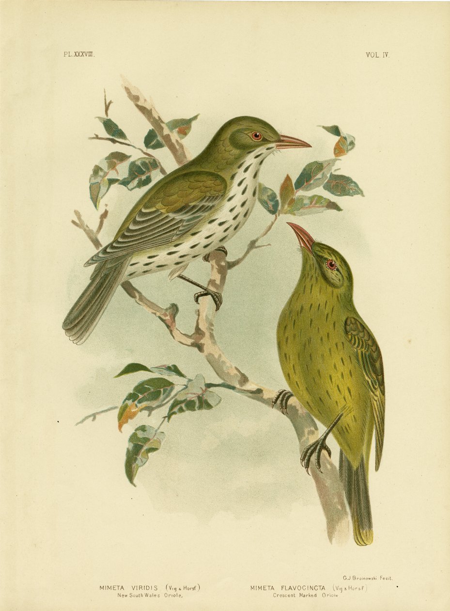新南威尔士州Oriole或Green Oropendola，1891年 作者 格拉西乌斯·布罗诺诺夫斯基