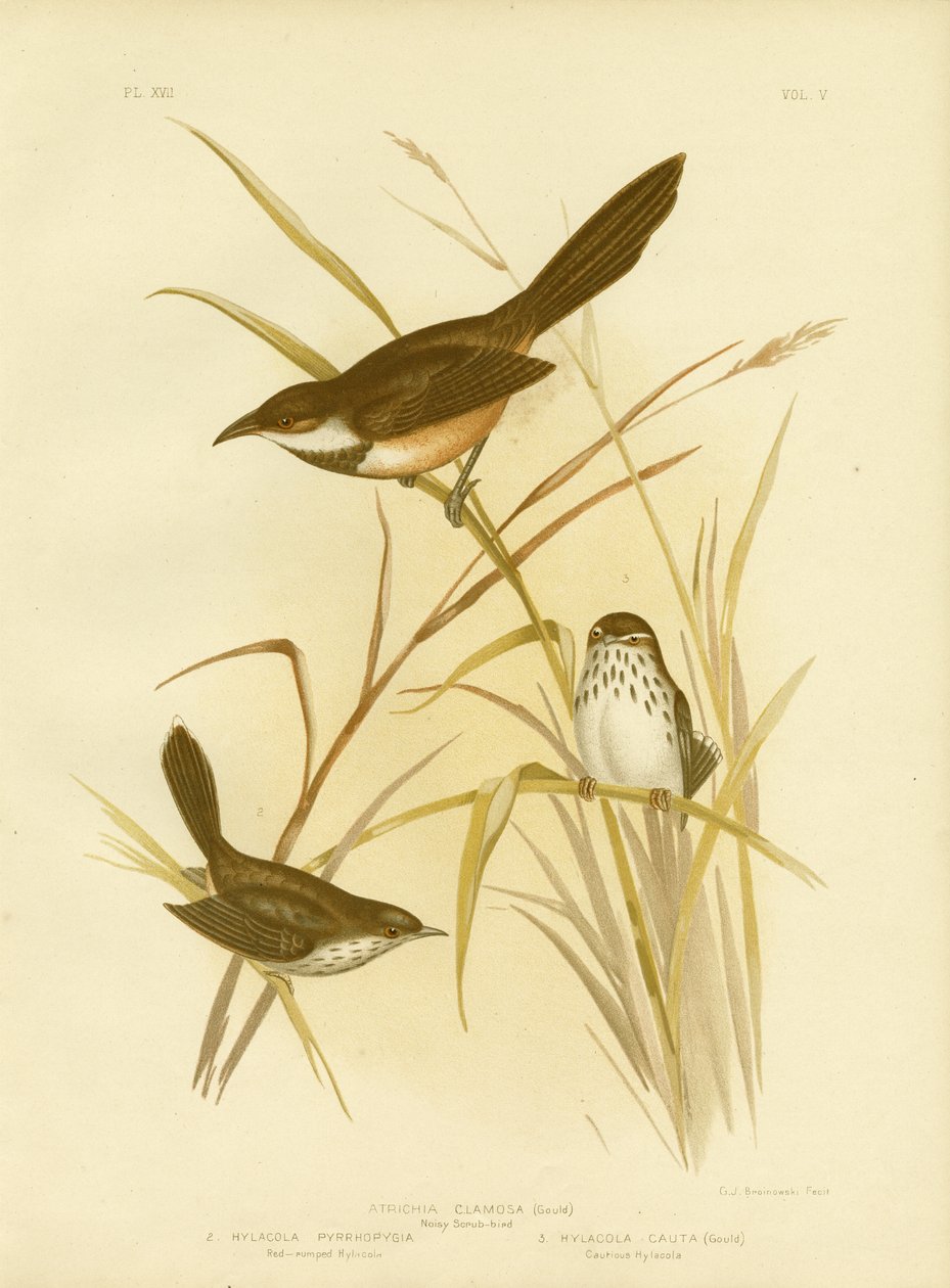 Noisy Scrub Bird，1891 作者 格拉西乌斯·布罗诺诺夫斯基