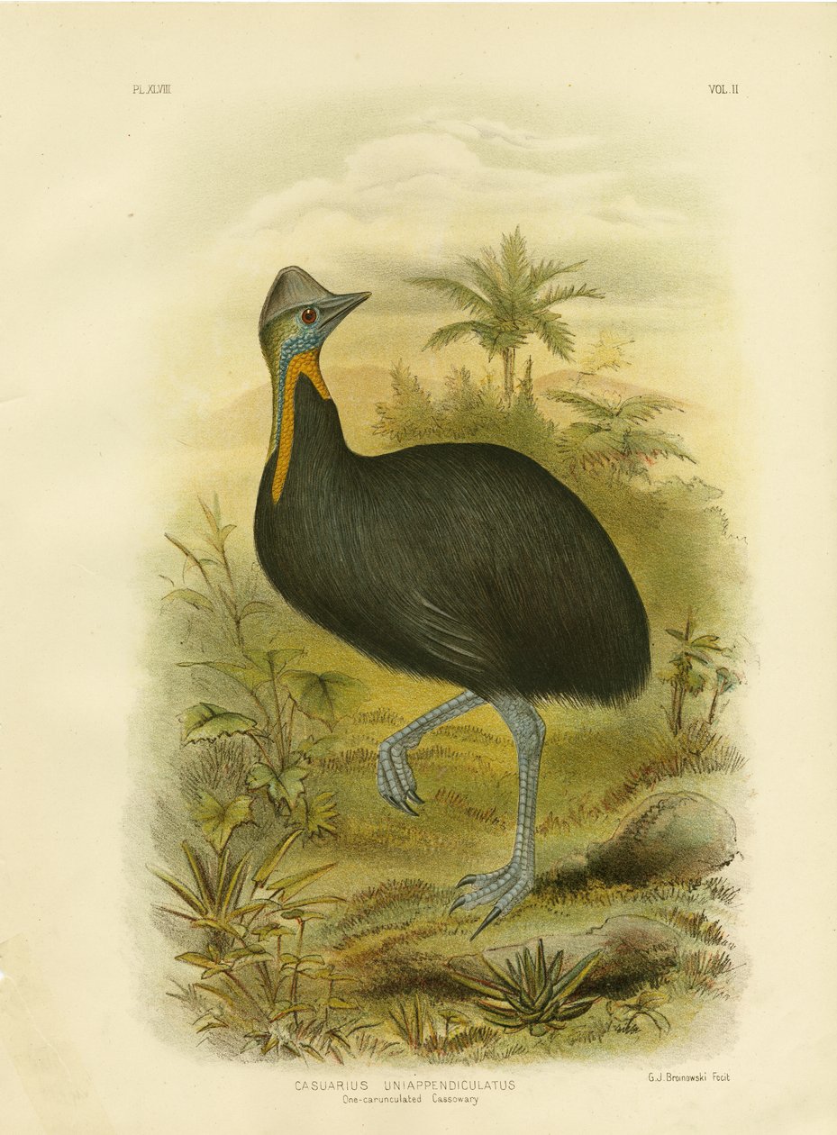 One-Wattled Cassowary，1891年 作者 格拉西乌斯·布罗诺诺夫斯基