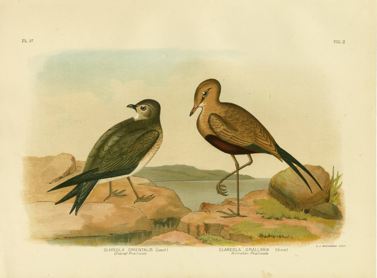 东方Pratincole或小Pratincole，1891年 作者 格拉西乌斯·布罗诺诺夫斯基