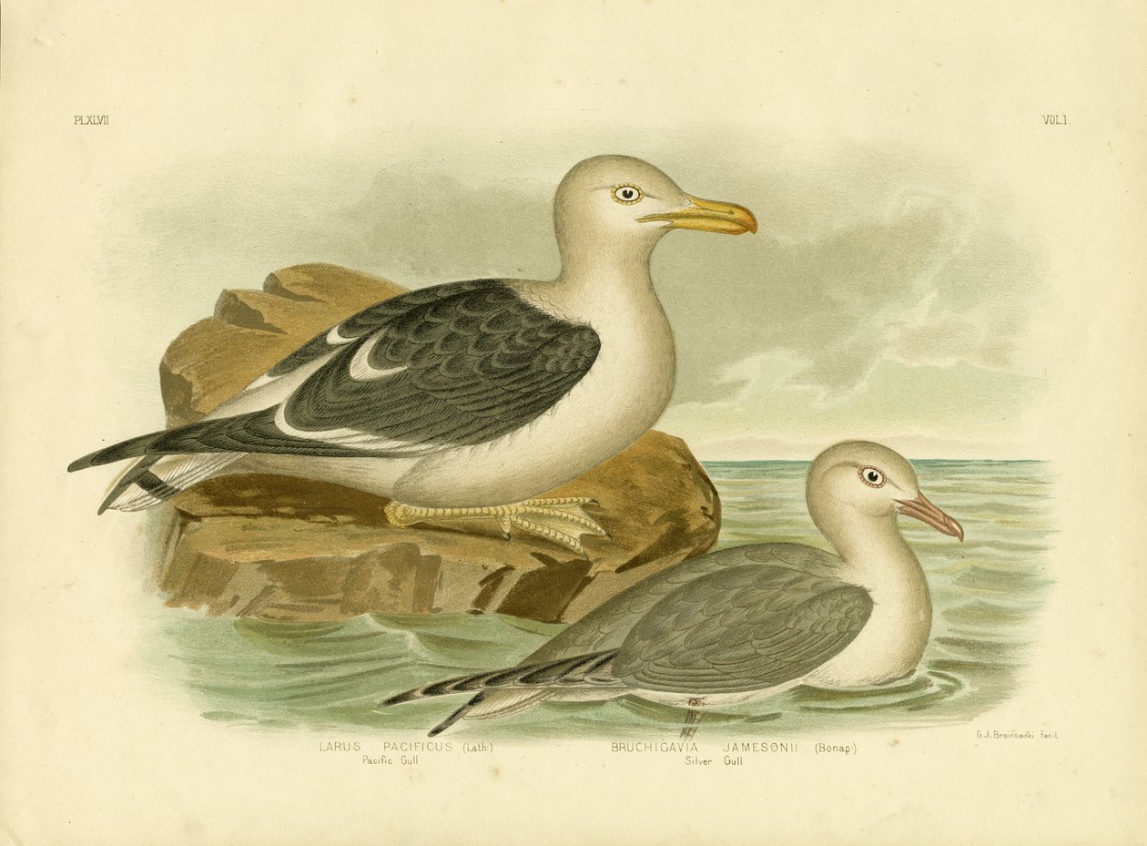Pacific Gold，1891 作者 格拉西乌斯·布罗诺诺夫斯基