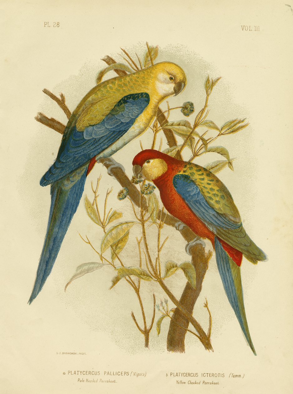 苍白的长尾小鹦鹉或苍白的Rosella，1891年 作者 格拉西乌斯·布罗诺诺夫斯基