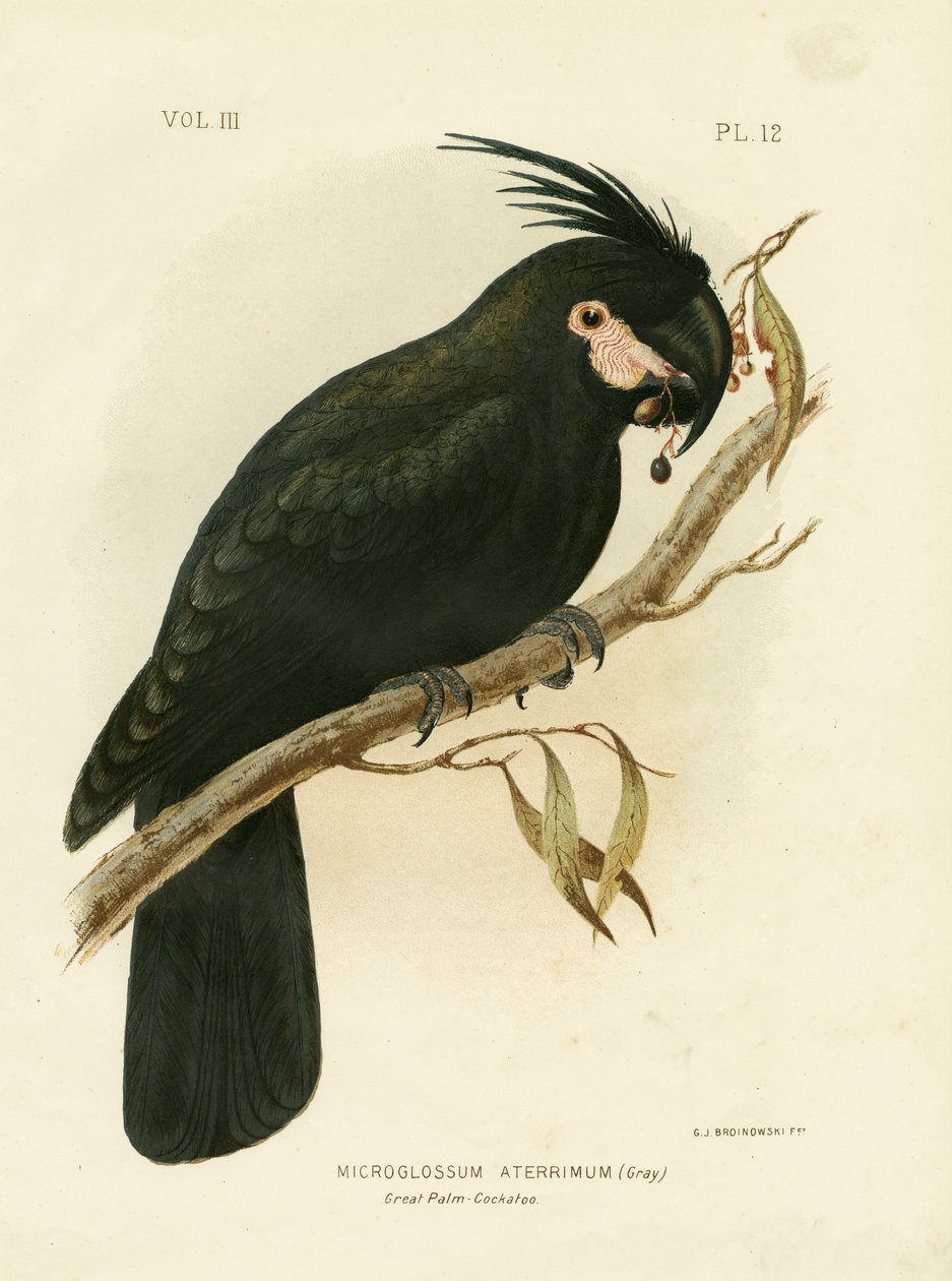 棕榈凤头鹦鹉，1891年 作者 格拉西乌斯·布罗诺诺夫斯基