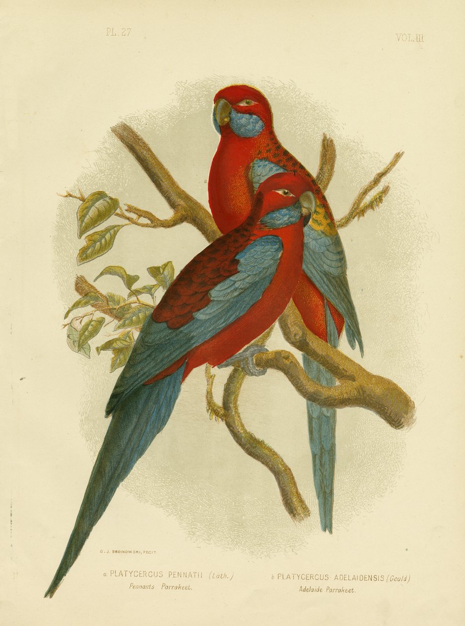 Pennants Parakeet或Crimson Rosella，1891 作者 格拉西乌斯·布罗诺诺夫斯基