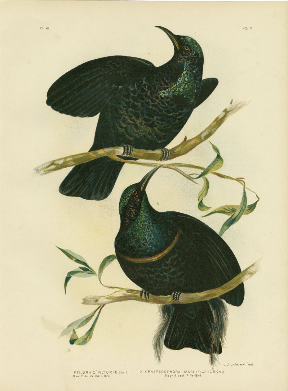 Queen Victoria&39;S Rifle-Bird，1891 作者 格拉西乌斯·布罗诺诺夫斯基