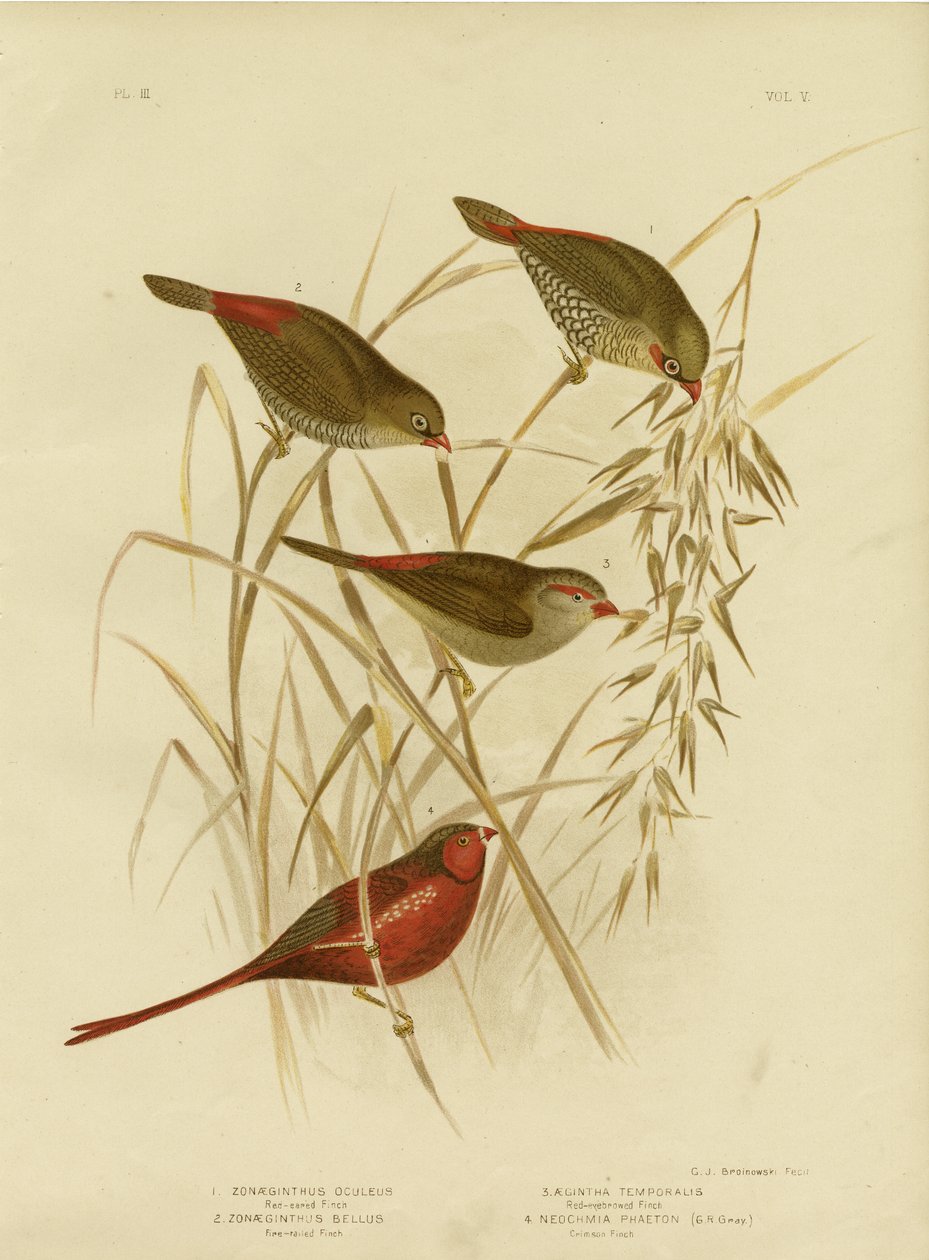 红耳芬奇，1891年 作者 格拉西乌斯·布罗诺诺夫斯基