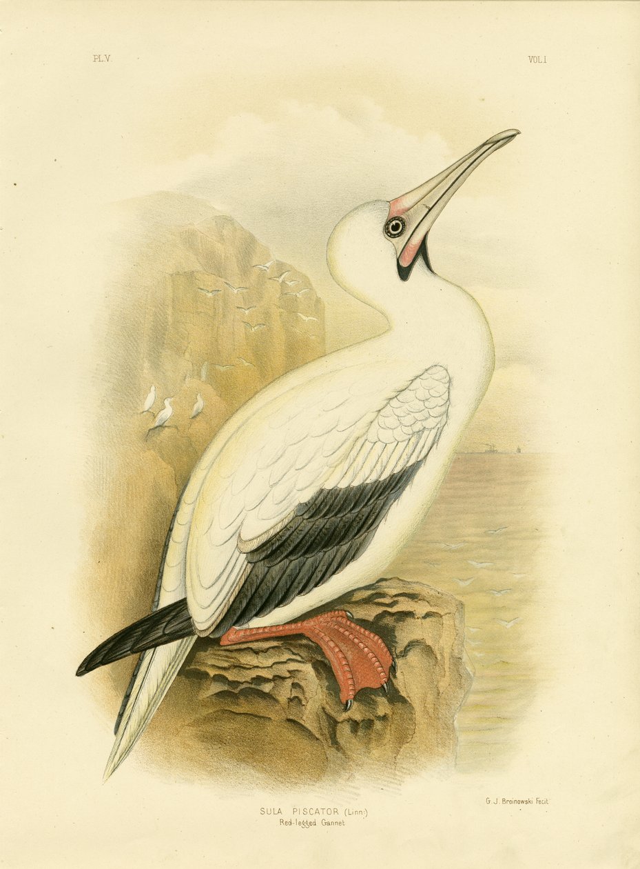 Red-Legged Gannet，1891年 作者 格拉西乌斯·布罗诺诺夫斯基